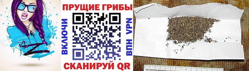 Купить закладки  Суровикино  Галлюциногенные грибы мицелий 